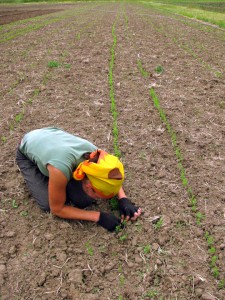 Thinning lentil seedlings on farmland in the Willamette - challenges of small-scale agriculture