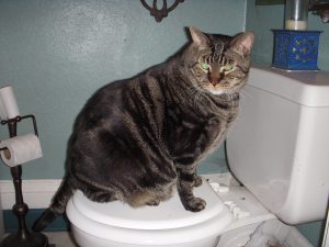 Zeus, chillin' on the toilet. One of the two largest cats I have ever met.
