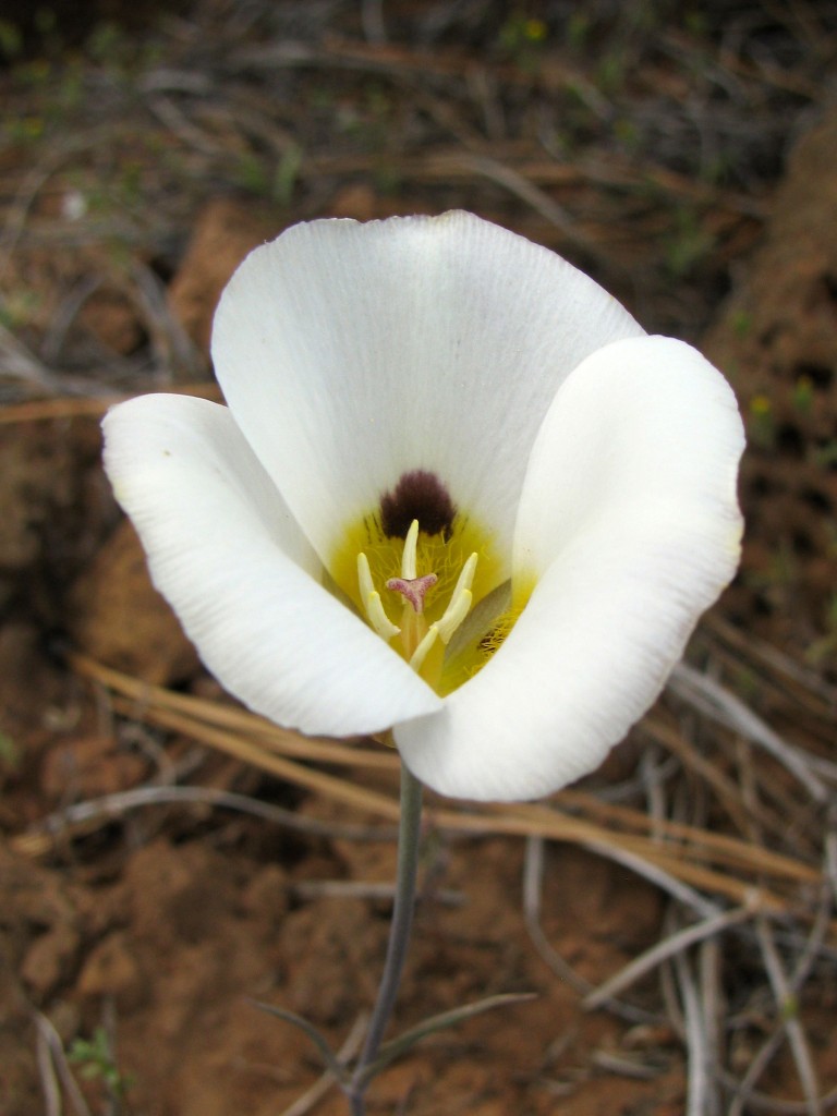 Smoky Mariposa Lily (Calochortus leichtlinii) in the Lily Family (Liliaceae)