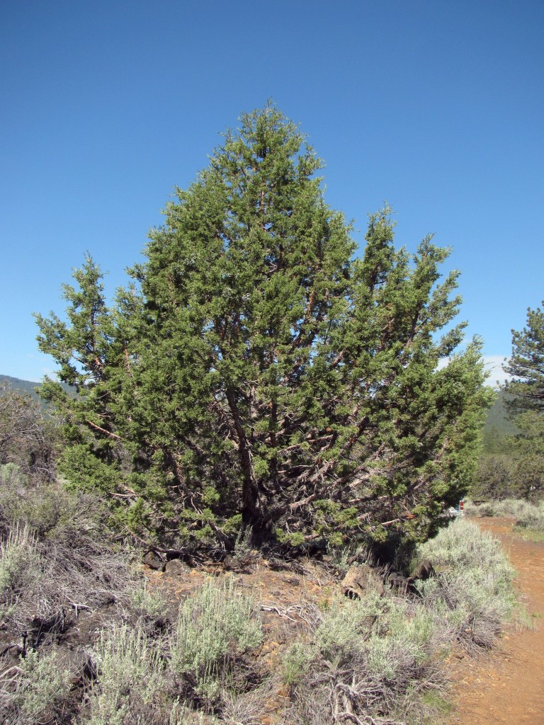California Juniper (Juniperus californica) in the Cypress Family (Cupressaceae)