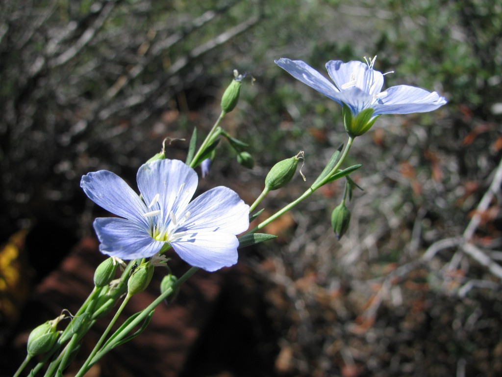 Western Blue Flax (Linum lewisii)  in the Flax Family (Linaceae)