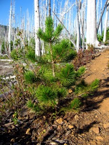 Young tree growing after a forest fire in the Oregon Cascades