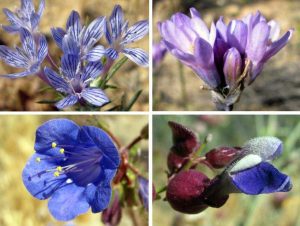 Purple & Blue Flowers