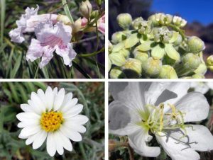 White & Cream Flowers