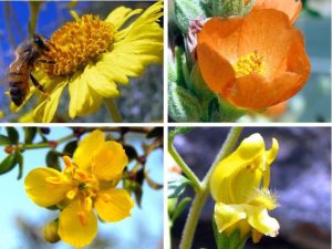 Yellow & Orange Flowers
