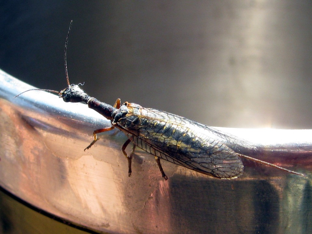 Female Snakefly in the Agulla genus