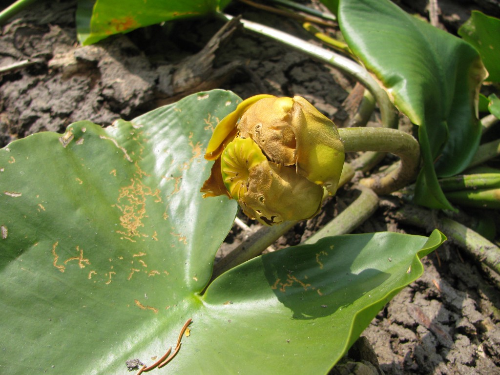 Great Yellow Pond-Lily or "Wokas" (Nuphar polysepala) - drying flower