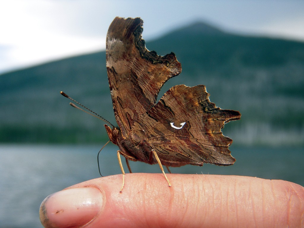 Satyr Comma Butterfly (Polygonia satyrus)