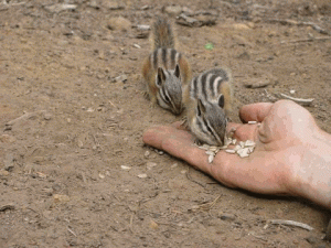 Chipmunks eating from hand - Animated GIF!