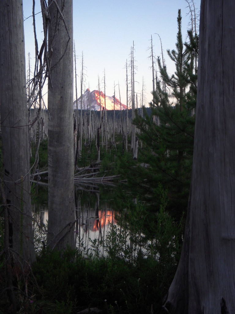 Mt. Jefferson at sunset in snag forest