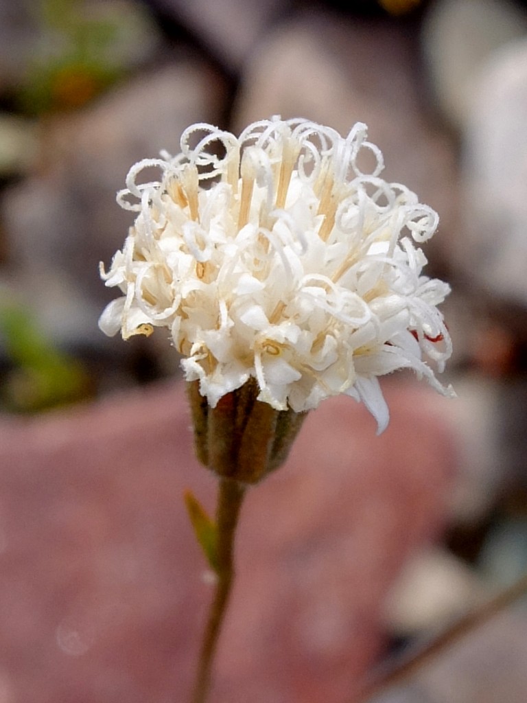 "Pebble Pincushion" - flower (Chaenactis carphoclinia, Family: Asteraceae)