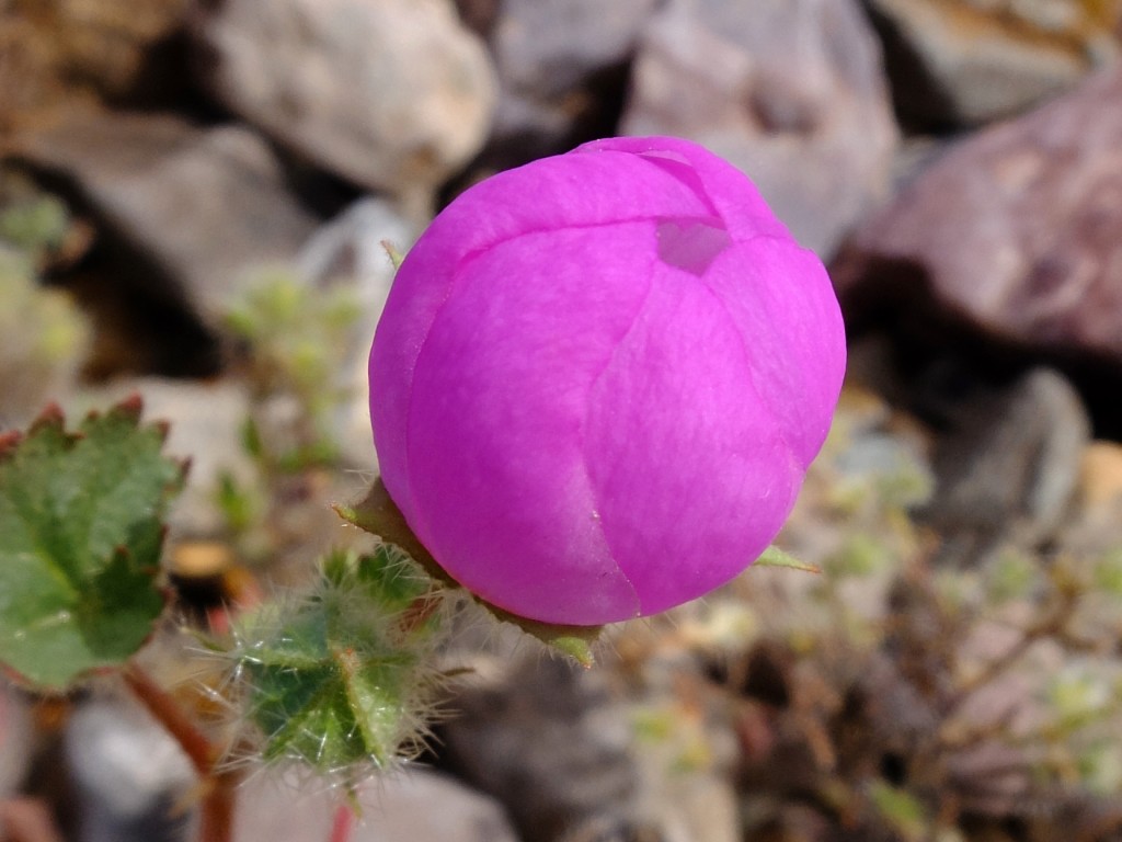 "Desert Five-Spot" - flower opening (Eremalche rotundifolia, Family: Malvaceae)