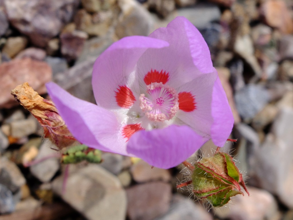 "Desert Five-Spot" - flower entirely opened (Eremalche rotundifolia, Family: Malvaceae)