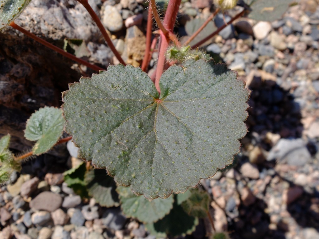 "Desert Five-Spot" - leaf (Eremalche rotundifolia, Family: Malvaceae)