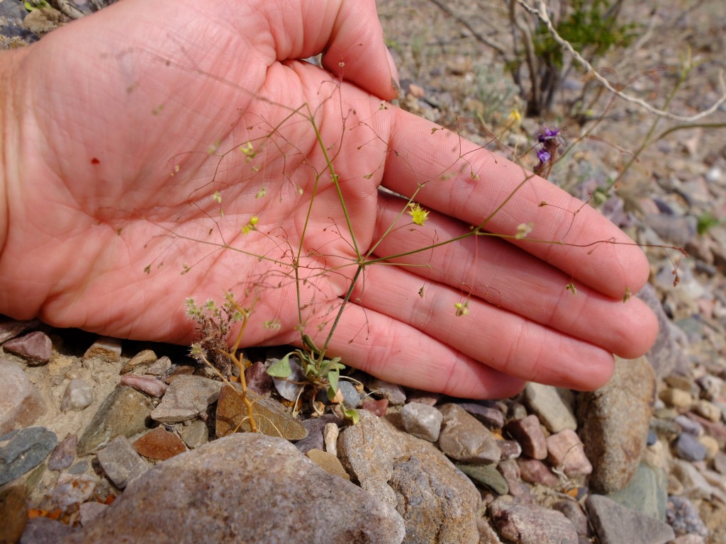 "Little Desert Trumpet" - whole plant (Eriogonum trichopes, Family: Polygonaceae)