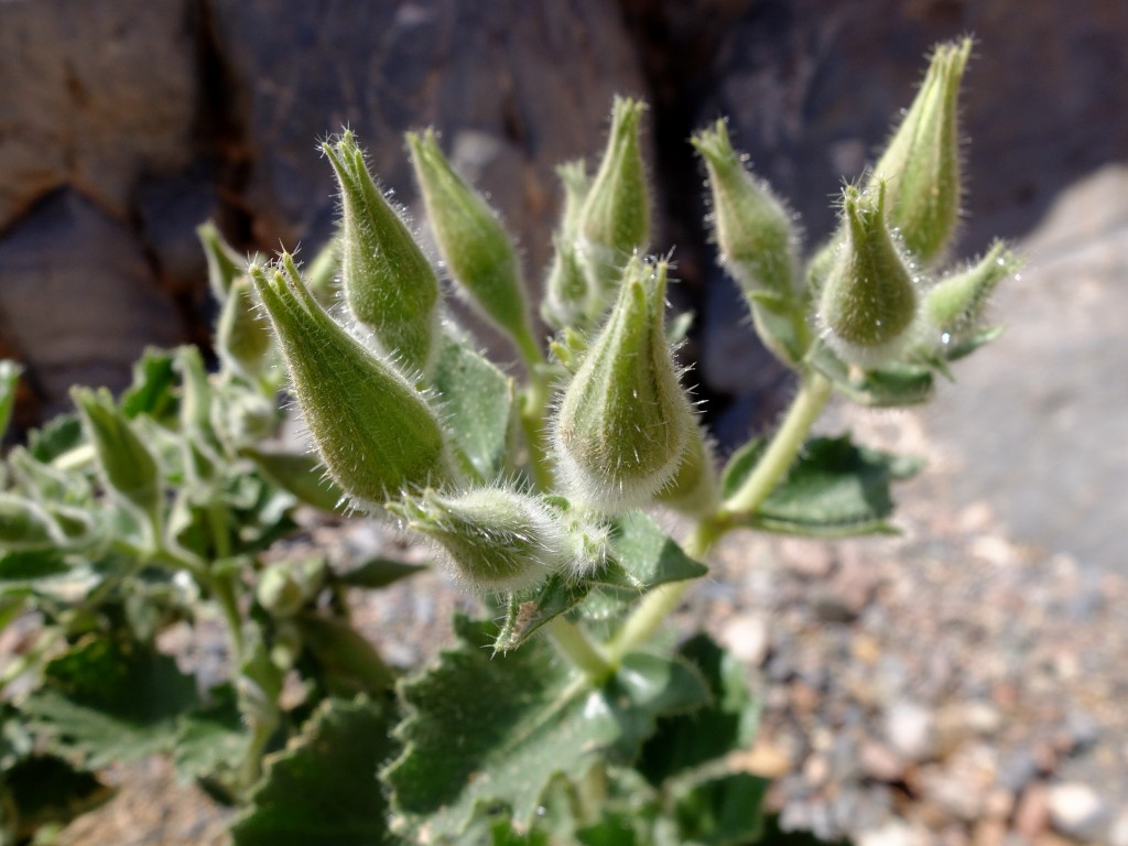 "Rock Nettle" or "Velcro Plant" - buds (Eucnide urens, Family: Loasaceae)