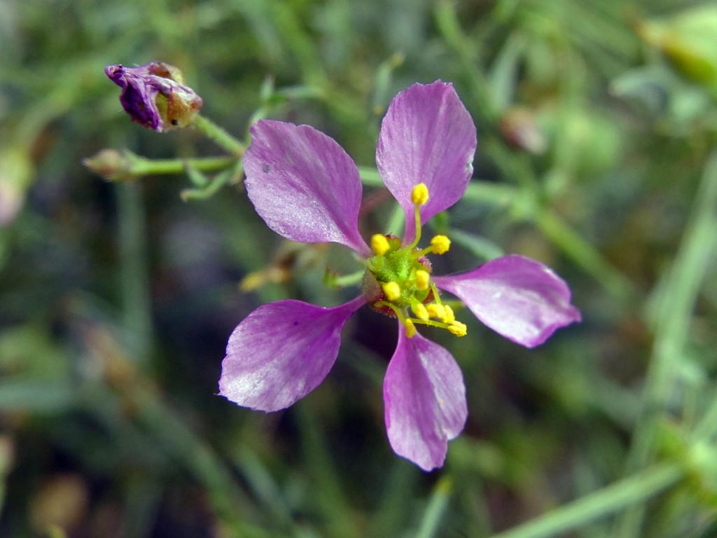 "California Fagonbush" - flower (Fagonia laevis, Family: Zygophyllaceae)