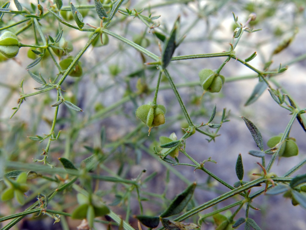 "California Fagonbush" - fruiting bodies (Fagonia laevis, Family: Zygophyllaceae)