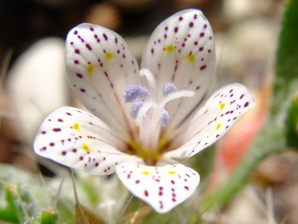 "Lilac Sunbonnet" - flower (Langloisia setosissima ssp. punctata, Family: Polemoniaceae)