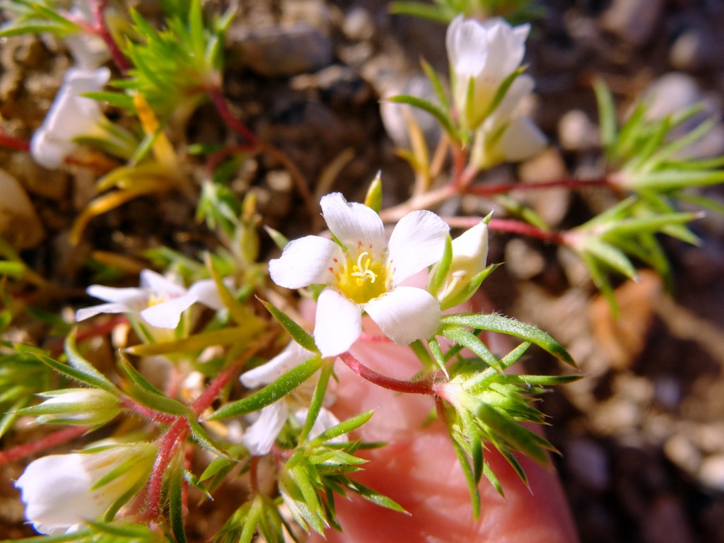 "Humble Gilia" (Linanthus demissus, Family: Polemoniaceae)