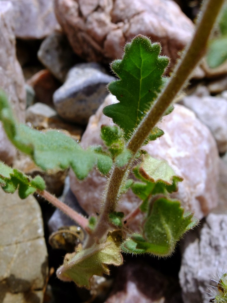 "Knotch-Leafed Phacelia" - foliage (Phacelia crenulata, Family: Boraginaceae)