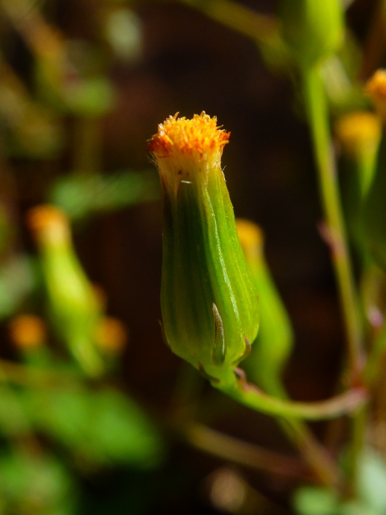 "Mojave Ragwort" closeup of flower (Senecio mohavensis, Family: Asteraceae)