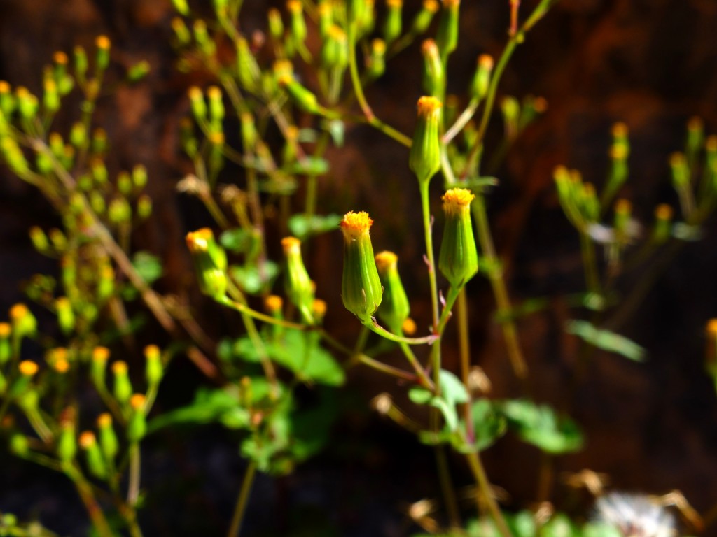 "Mojave Ragwort" (Senecio mohavensis, Family: Asteraceae)