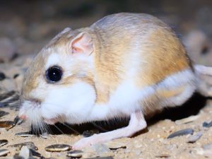 Dipodomys merriami - Merriam's Kangaroo Rat!