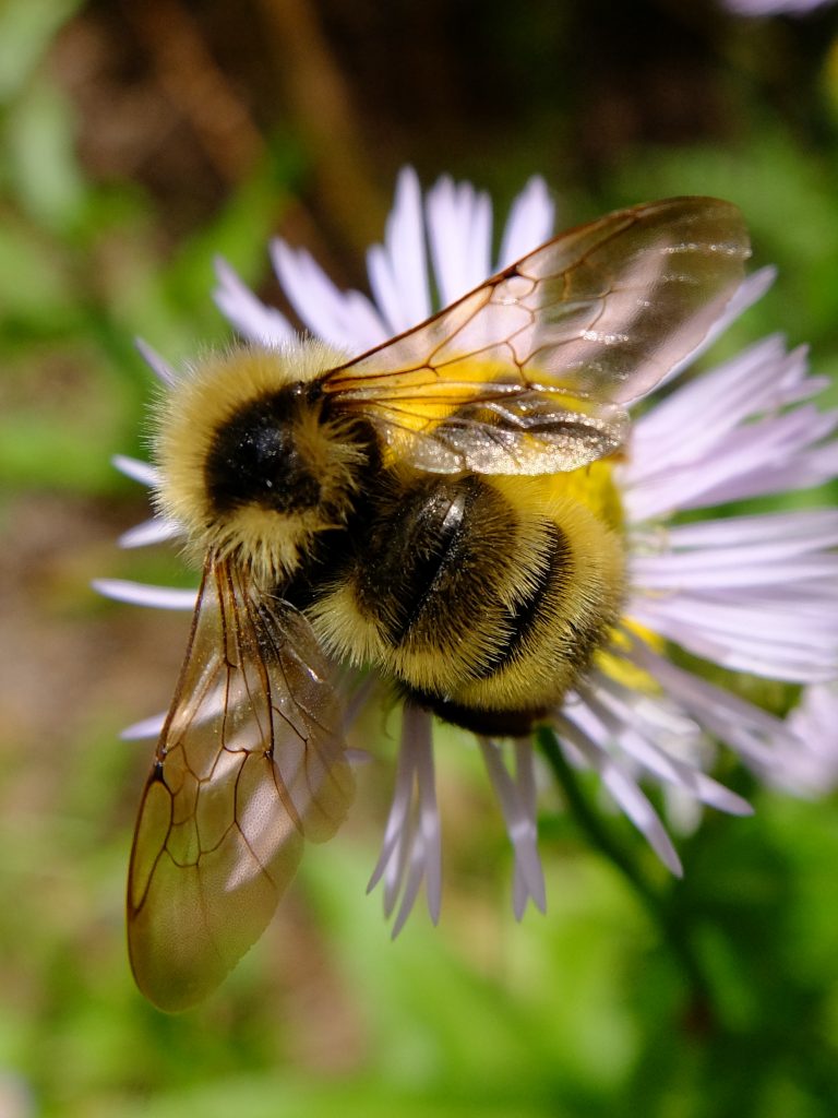 Bee on Purple Aster