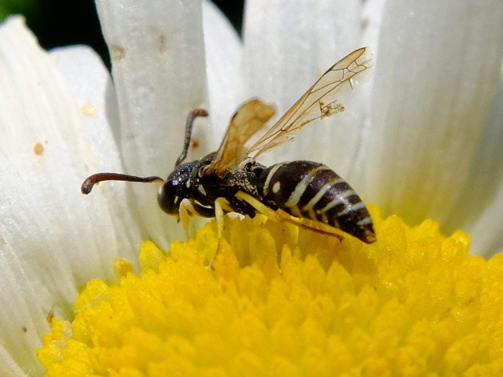 Pollinator on Daisy