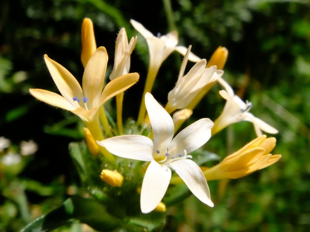 Large-Flowered Collomia (Collomia grandiflora) 