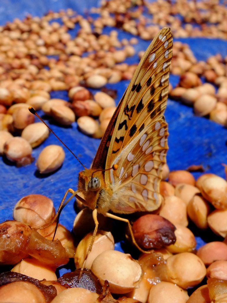 Fritillary butterfly helping to clean cherry pits
