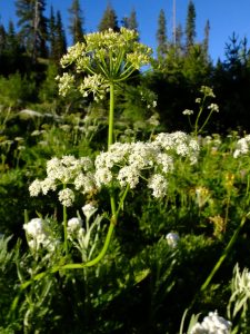 07-20-fishlake-meadow-oshalla-flowers