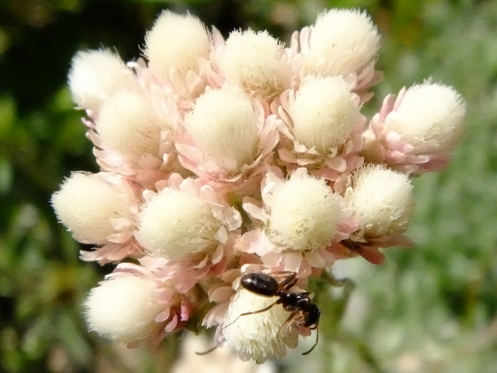 Pusstoes (genus Antennaria), with ant