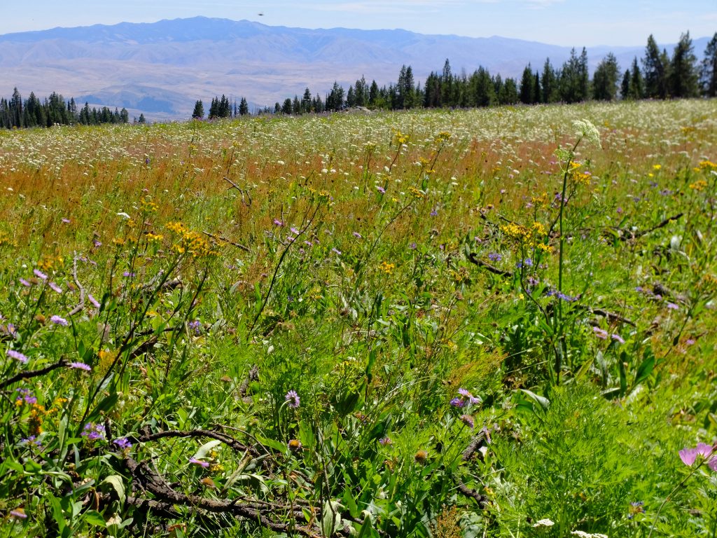 Wildflower meadow in Wallowa-Whitman Nat'l Forest, near Fish Lake