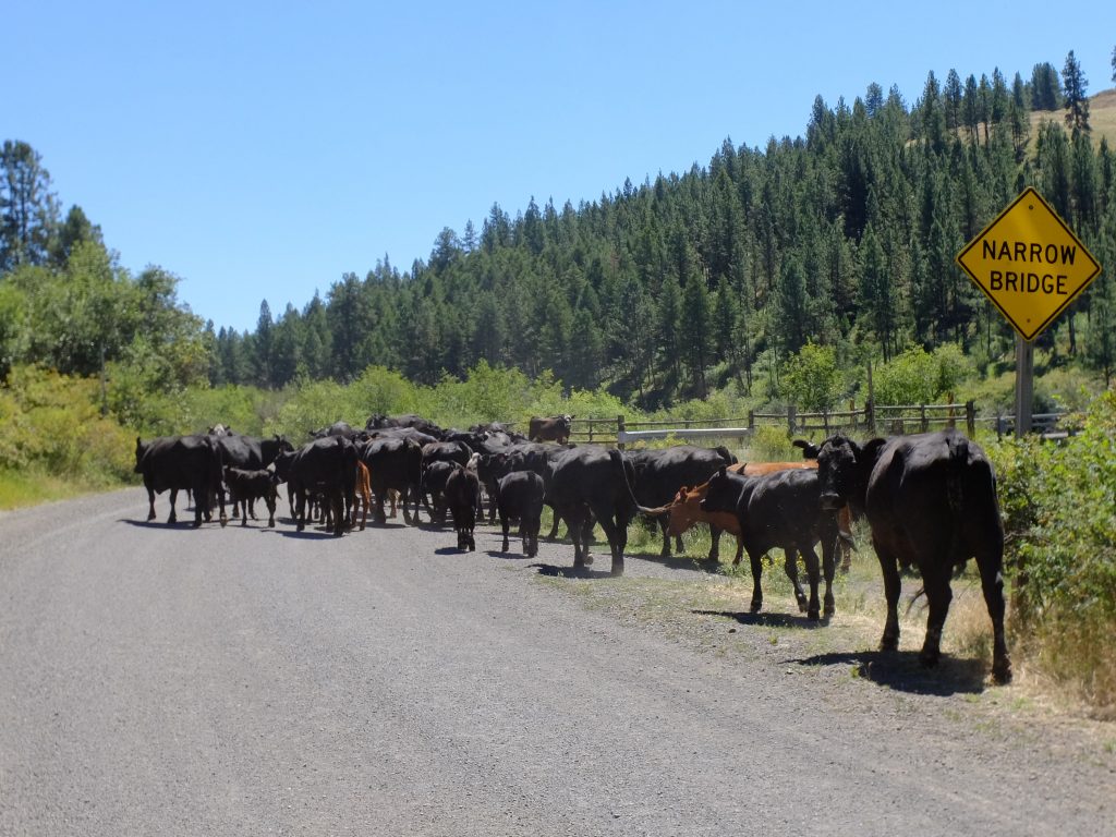 Cows in the Wallowa-Whitman Nat'l Forest