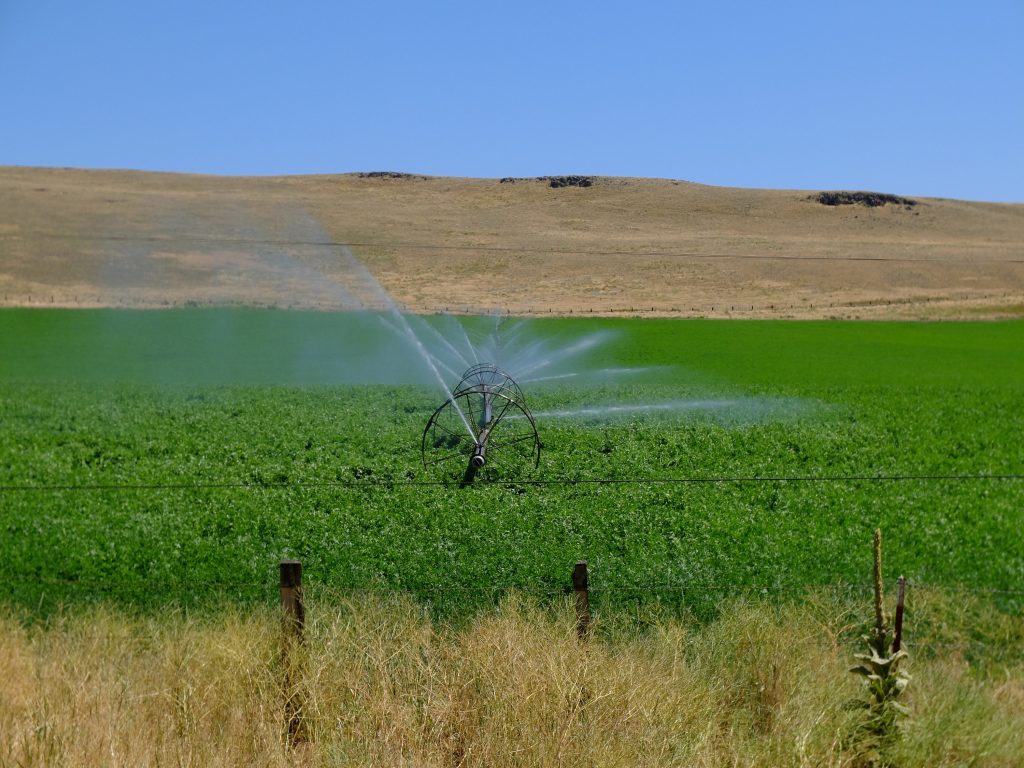 Irrigating fields for cow feed