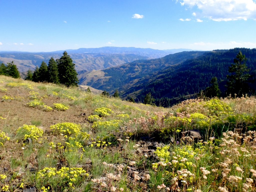 View of Hell's Canyon from the Oregon rim, with yellow Buckwheat
