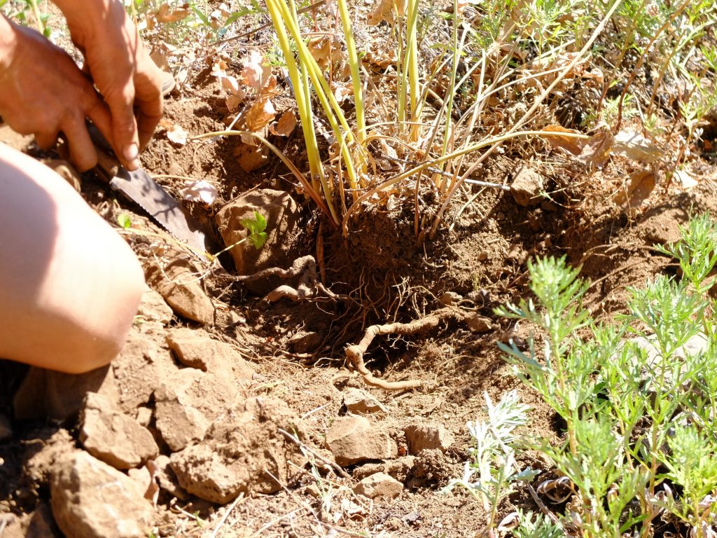 Digging roots of Western Sweet Cicily (Osmorhiza occidentalis)