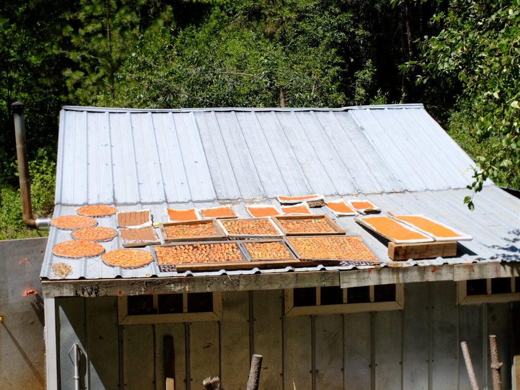 Processed apricots drying on roof