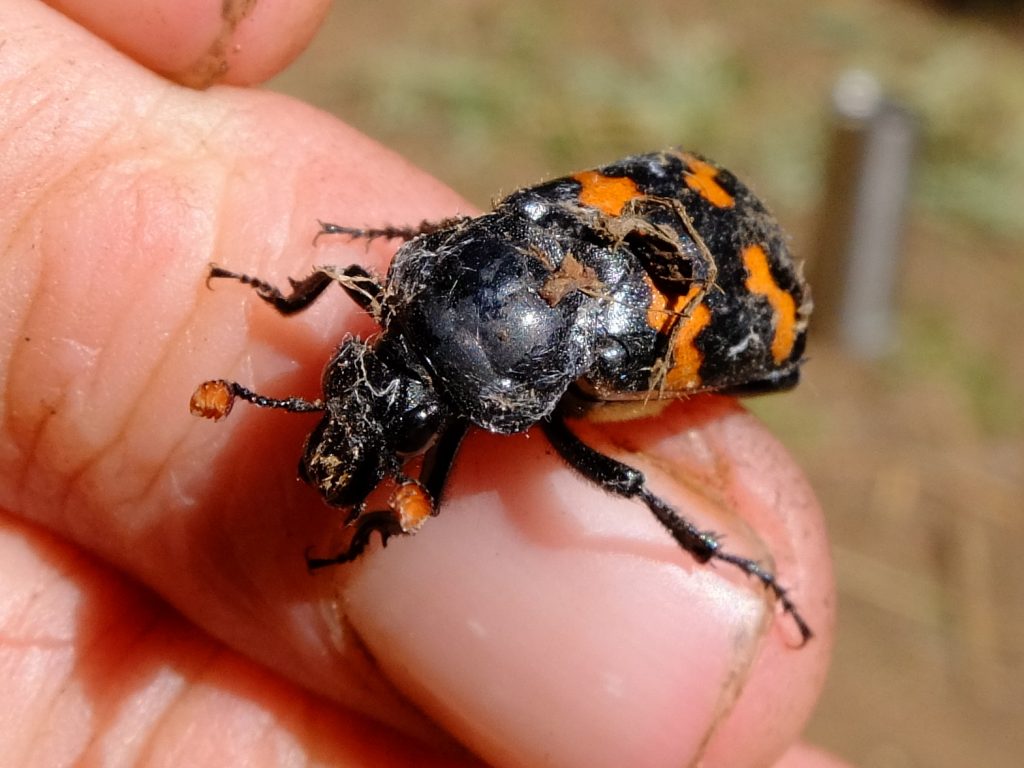 Sexton Beetle (genus Nicrophorus or Necrophorus). Also called the "Burying Beetle" because (according to Wikipedia): "they bury the carcasses of small vertebrates such as birds and rodents as a food source for their larvae."