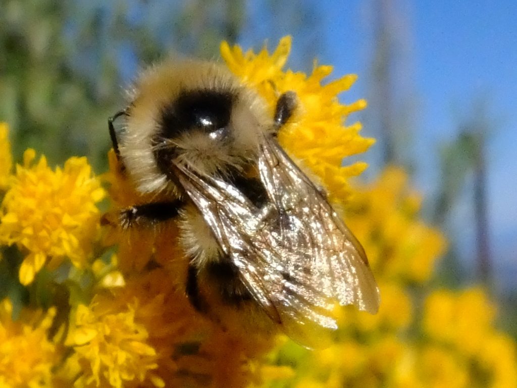 Bumble Bee collecting nectar and pollen