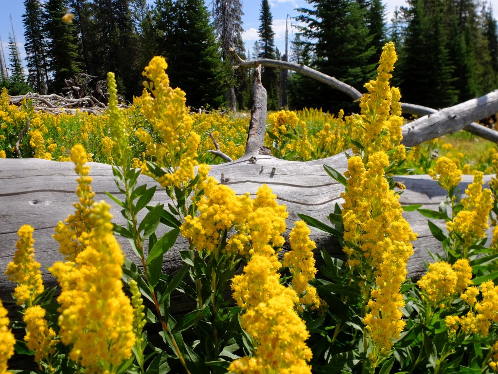 Cascade Canada Goldenrod (Solidago elongata)