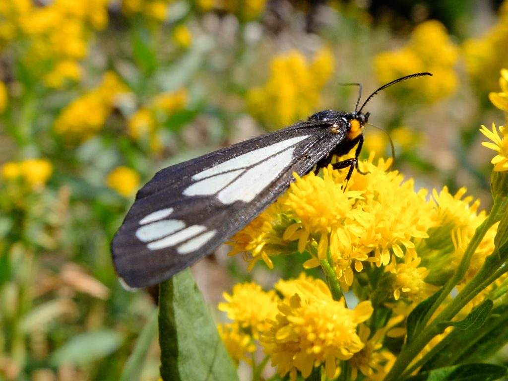 Police Car Moth (Gnophaela vermiculata), feeding on nectar of Cascade Canada Goldenrod (Solidago elongata)