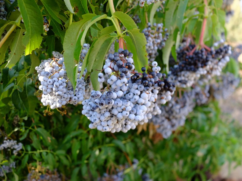 Blue Elderberries