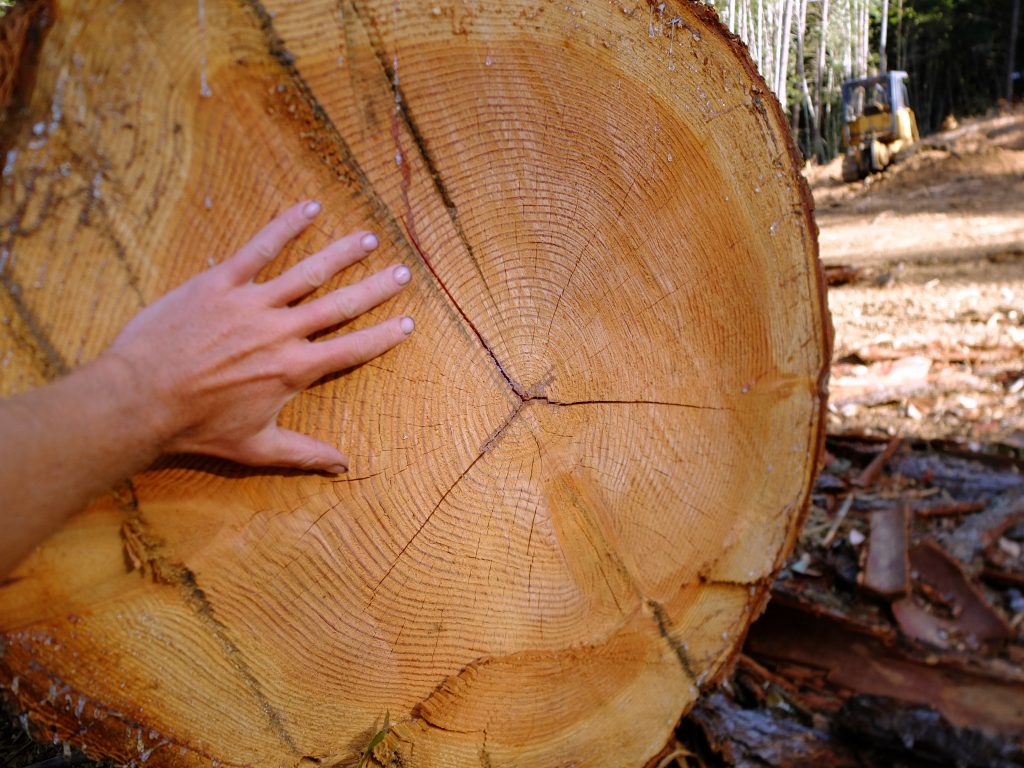 The author's hand, showing scale on a log in the clear-cut