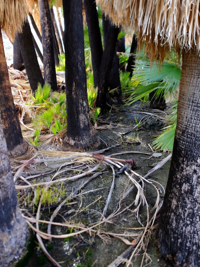 Baby Palms in Palm Bowl Grove