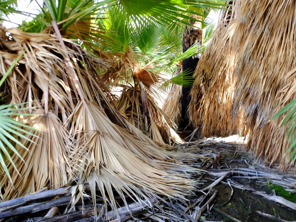 Palm Bowl Grove leaf litter