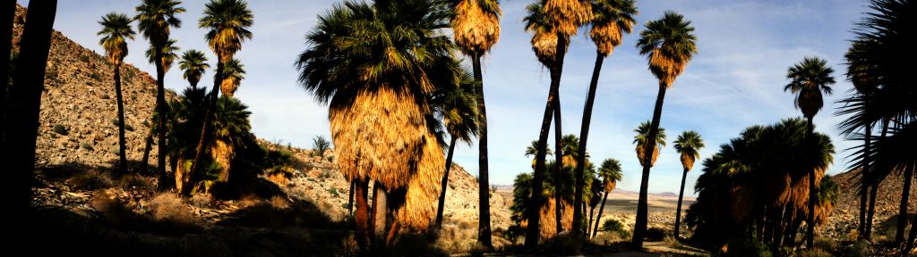 palms-palmbowlgrove-panorama02
