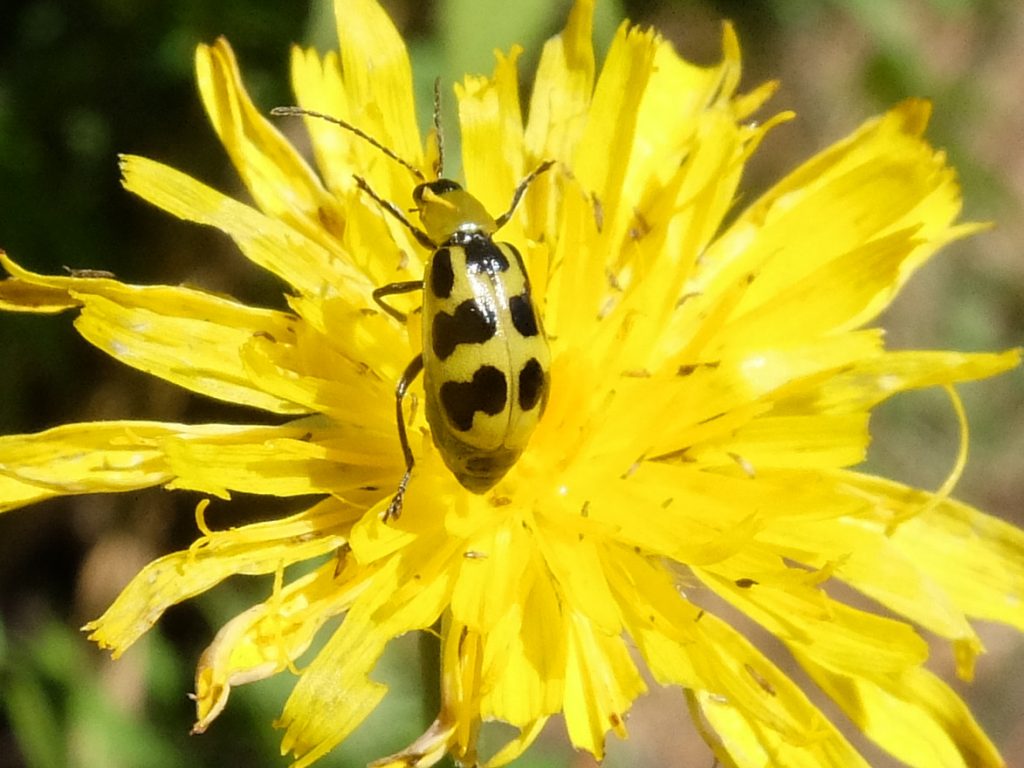 Cucumber Beetle (Chrysomelidae family)